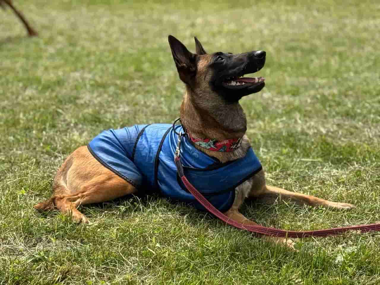 В Университете Вернадского прошла выставка собак, объединившая любителей четвероногих друзей