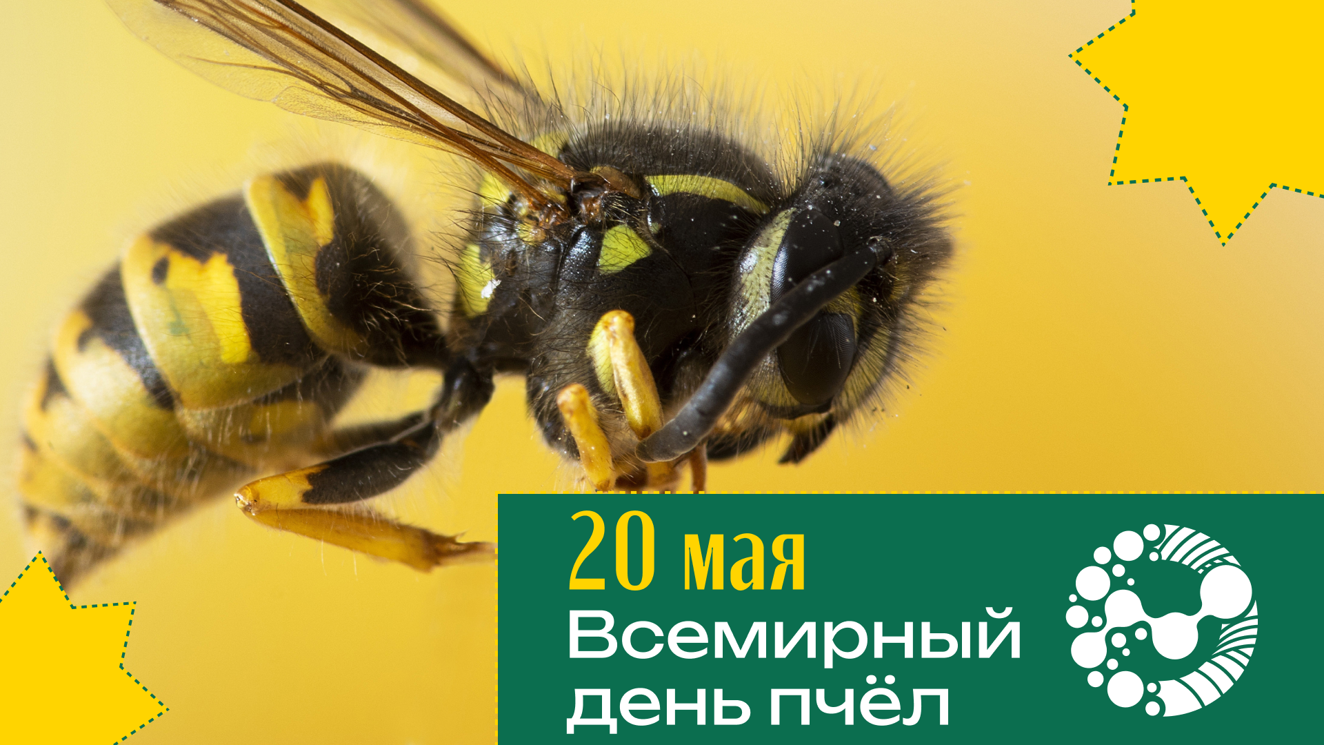 20 мая — Всемирный день пчёл